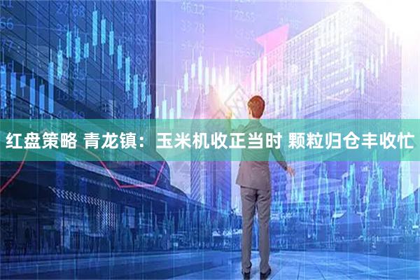 红盘策略 青龙镇：玉米机收正当时 颗粒归仓丰收忙